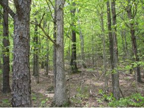 374 Rollins Chapel Road Greeneville, TN 37743 - Photo 11 of 12 mature hardwoods