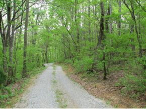 374 Rollins Chapel Road Greeneville, TN 37743 - Photo 10 of 12 well established driveway