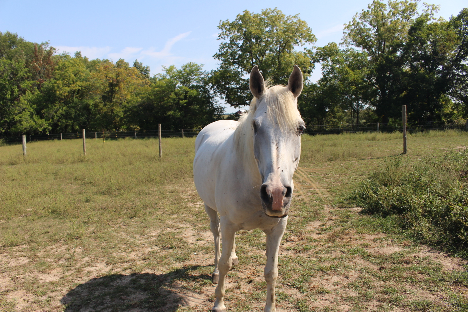 13382 Hickory Grove Road Waynesville, IL 61778 - Photo 8 of 51 a view of outdoor space and yard