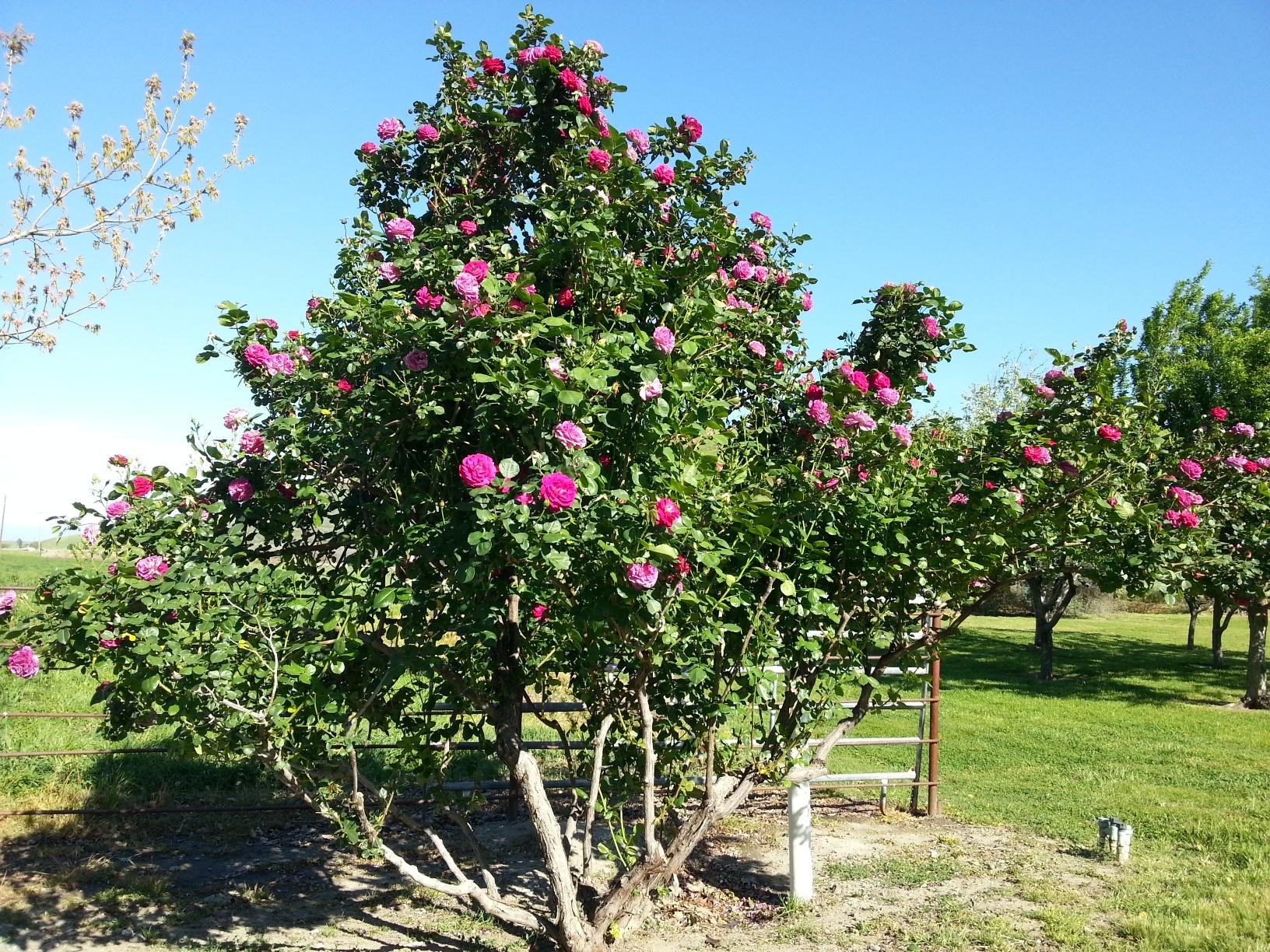 18525 Apple Corning, CA 96021 - Photo 54 of 62 89273