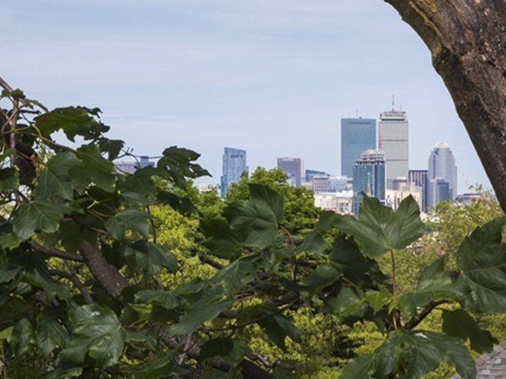 69 University Road, Unit 2 Brookline, MA 02445 - Photo 25 of 29 a picture of flowers