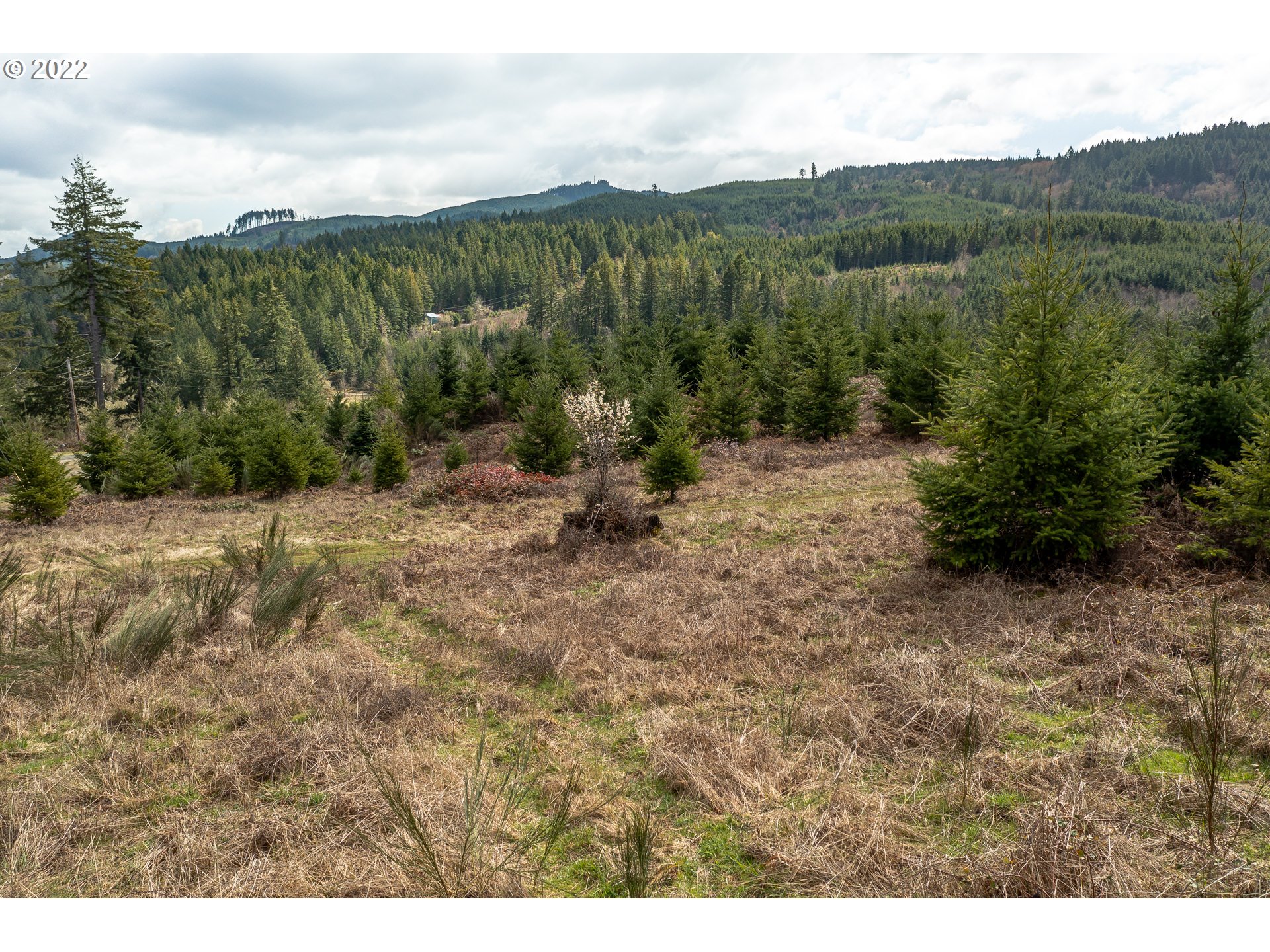 0 Northwest Panther Creek Road Carlton, OR 97111 - Photo 12 of 32 a view of a dry yard with green space