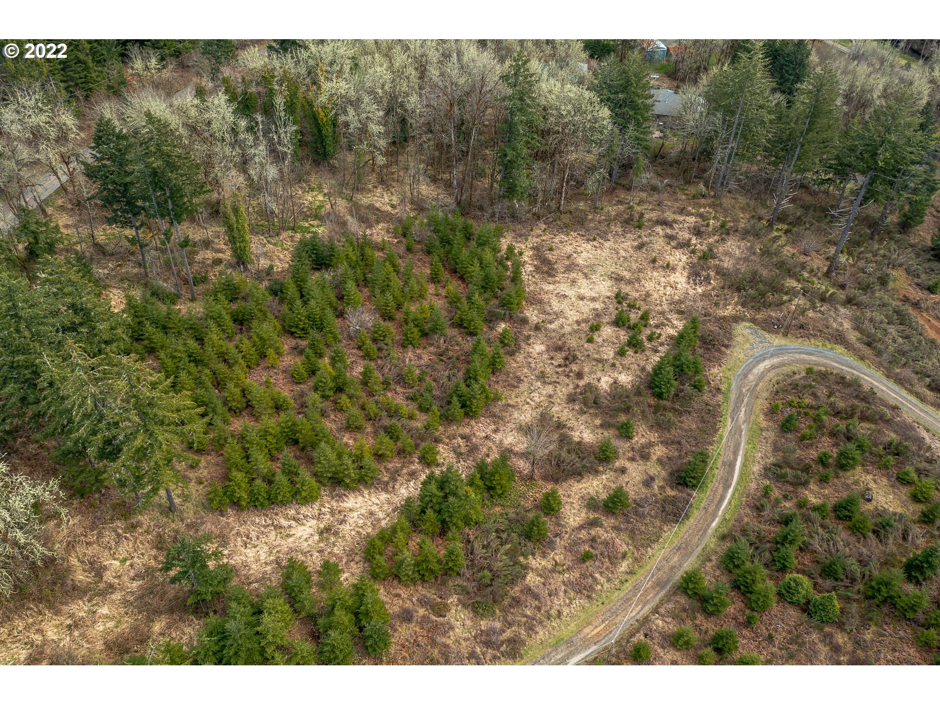 0 Northwest Panther Creek Road Carlton, OR 97111 - Photo 8 of 32 a view of a forest with a street