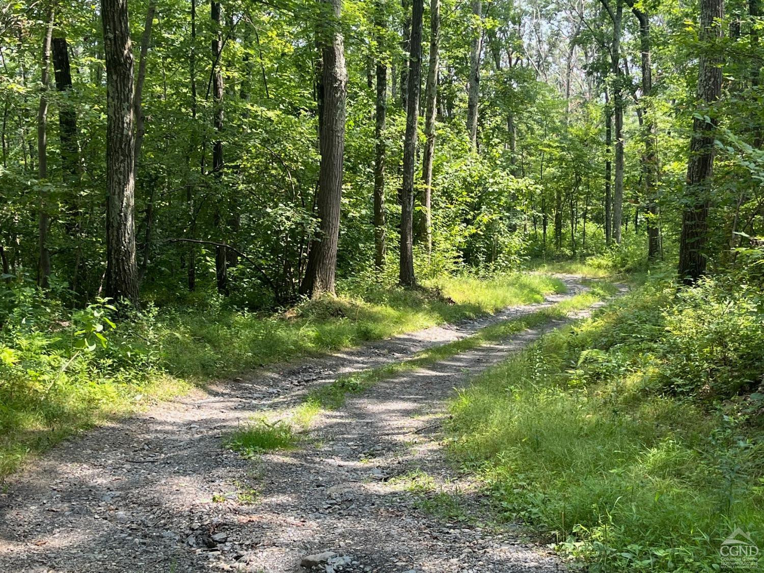 0 Cascade Mountain Road Amenia, NY 12501 - Photo 11 of 18 a view of a yard with plants and large trees