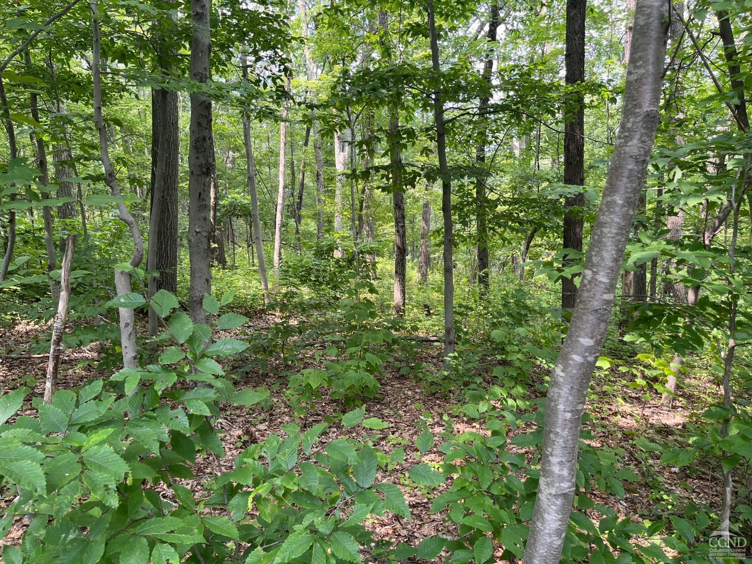 0 Cascade Mountain Road Amenia, NY 12501 - Photo 14 of 18 a green field with lots of bushes