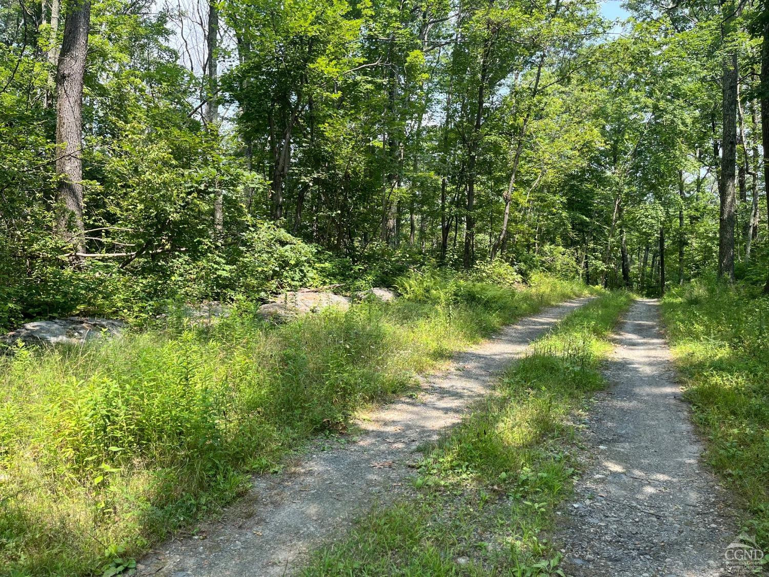 0 Cascade Mountain Road Amenia, NY 12501 - Photo 4 of 18 a view of a yard with plants and large trees