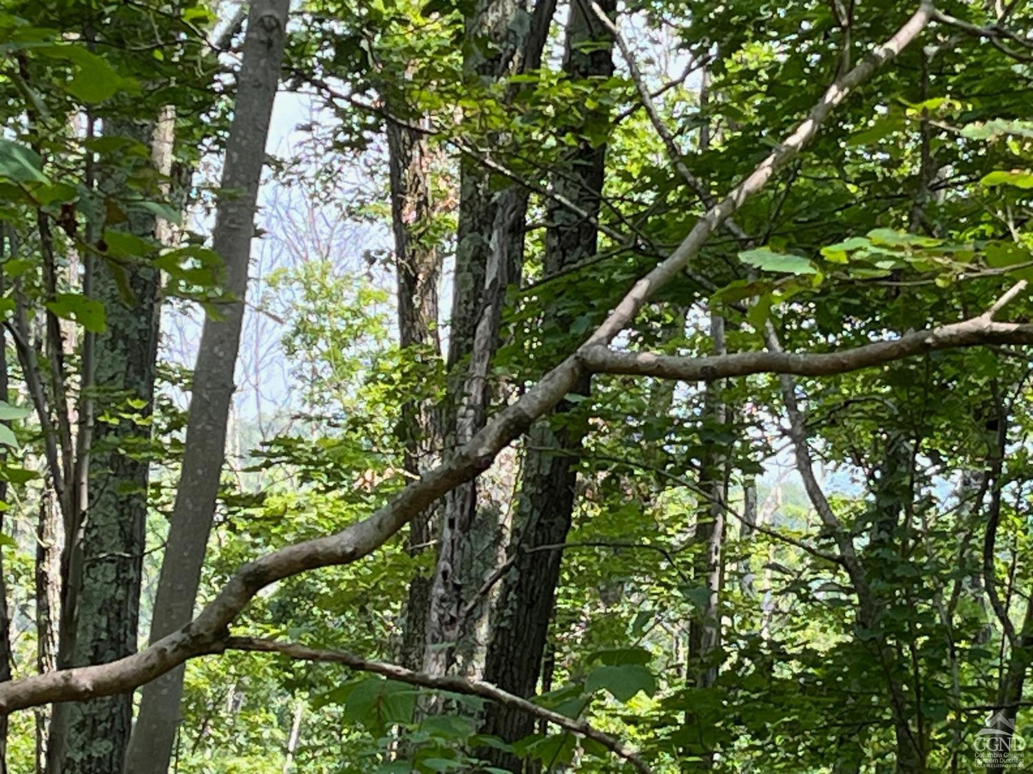 0 Cascade Mountain Road Amenia, NY 12501 - Photo 7 of 18 a view of tree
