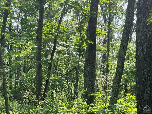 a view of forest