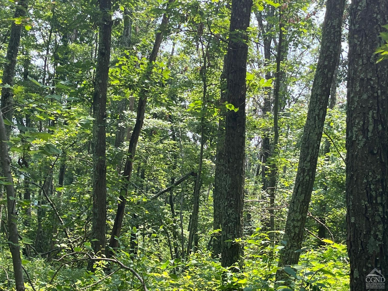 0 Cascade Mountain Road Amenia, NY 12501 - Photo 9 of 18 a view of forest