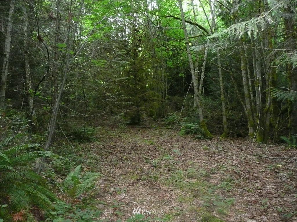 2 Pollock Drive Brinnon, WA 98320 - Photo 3 of 3