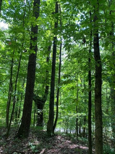 606 Mullins Cove Road Whitwell, TN 37397 - Photo 6 of 9 Gallery Image 6