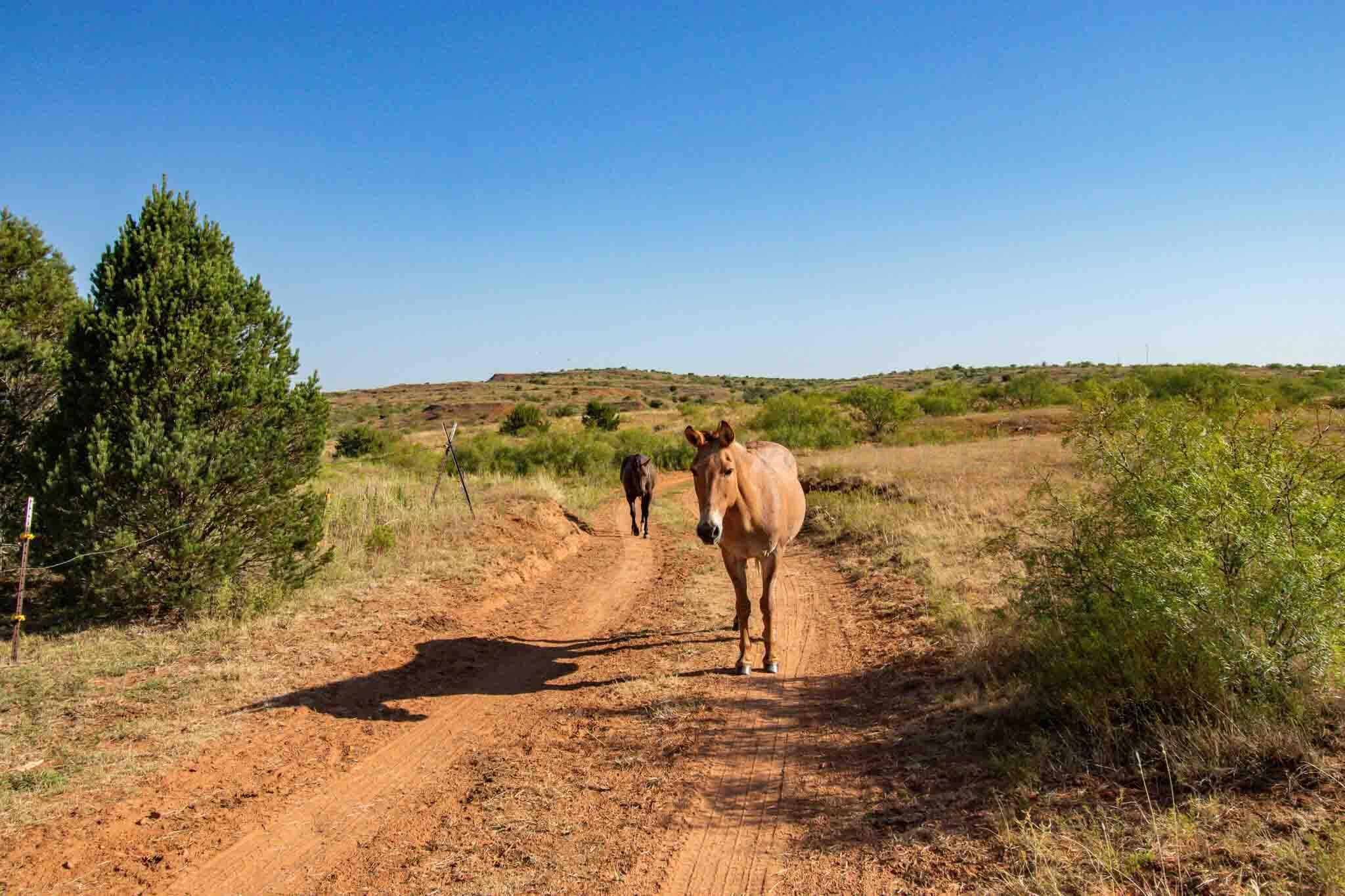 Reeves Ranch Memphis, TX 79245 - Photo 134 of 144 a view of ocean view with beach