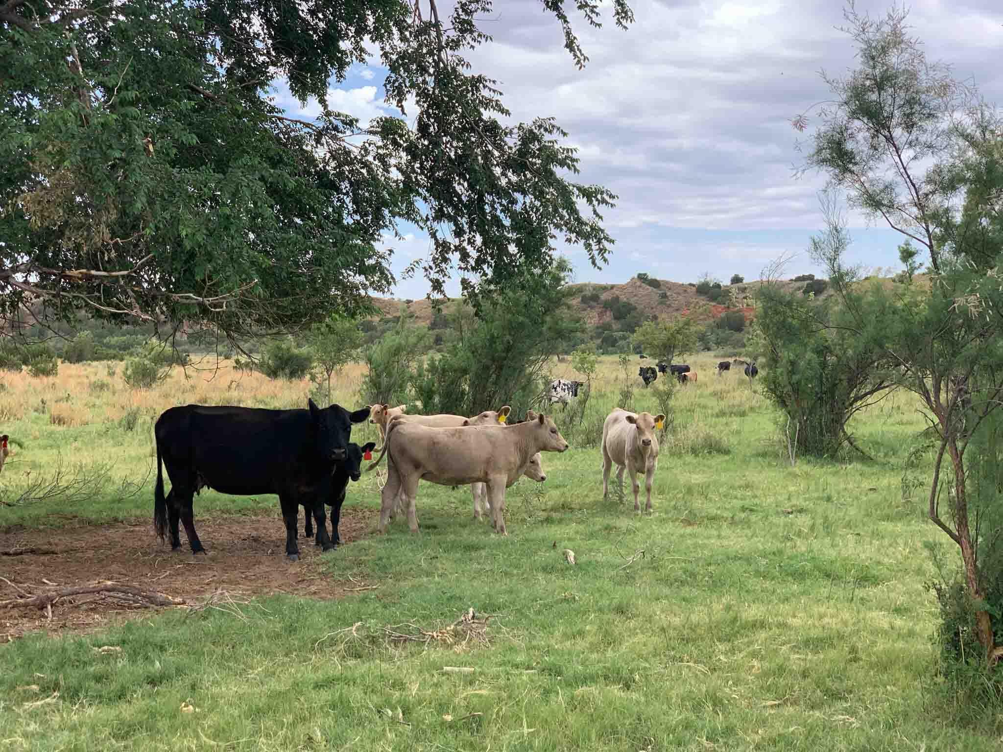 Reeves Ranch Memphis, TX 79245 - Photo 138 of 144 Reeves_Ranch-9