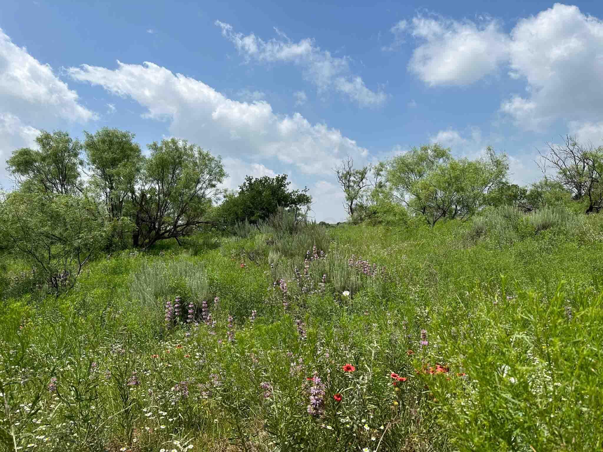 Reeves Ranch Memphis, TX 79245 - Photo 19 of 144 a view of a garden
