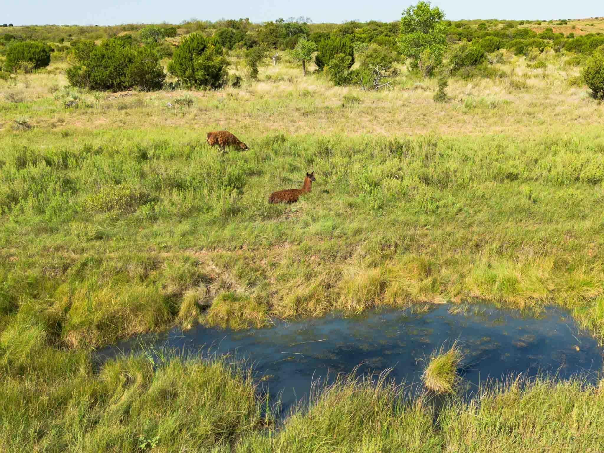 Reeves Ranch Memphis, TX 79245 - Photo 44 of 144