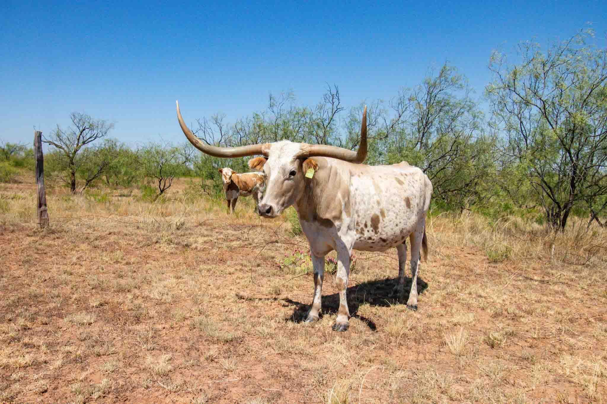 Reeves Ranch Memphis, TX 79245 - Photo 73 of 144 Reeves_Ranch-101
