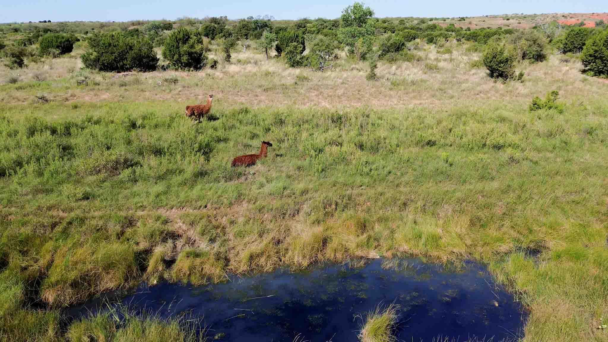 Reeves Ranch Memphis, TX 79245 - Photo 8 of 144 Reeves_Ranch-117