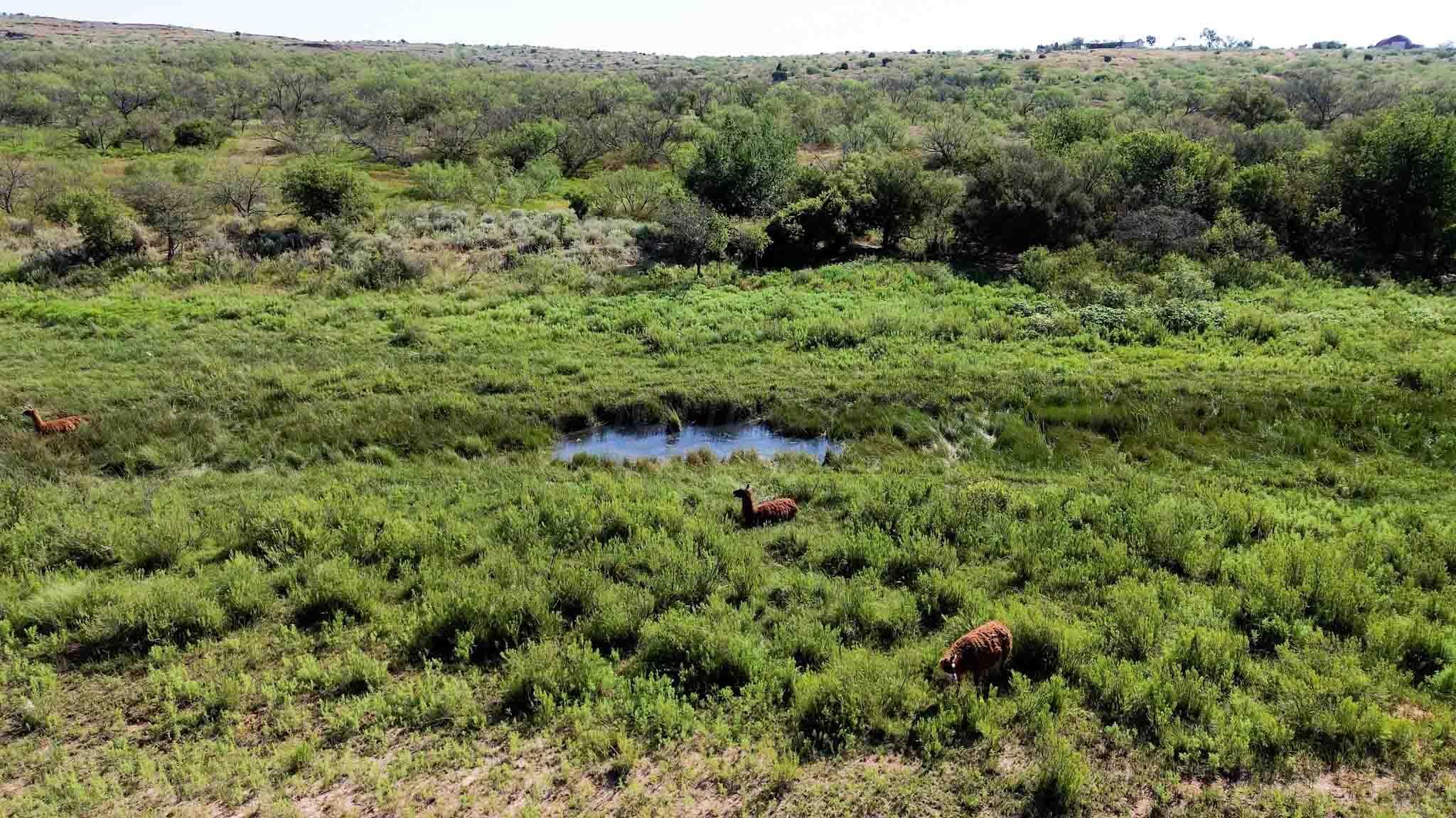 Reeves Ranch Memphis, TX 79245 - Photo 10 of 144 Reeves_Ranch-118