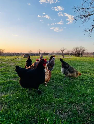 a view of an ocean from a yard