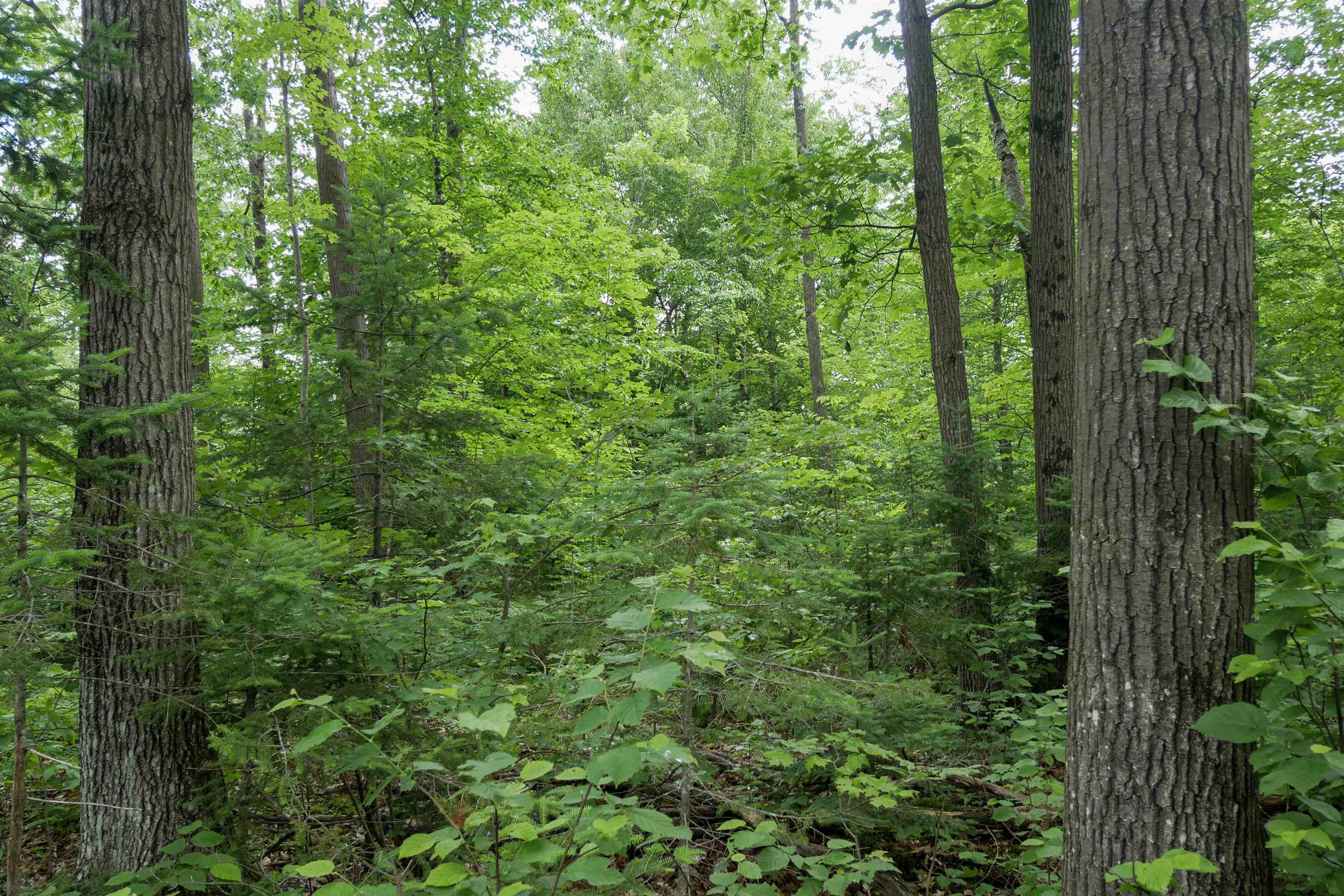 W2175 County Rd M Rib Lake, WI 54470 - Photo 25 of 31