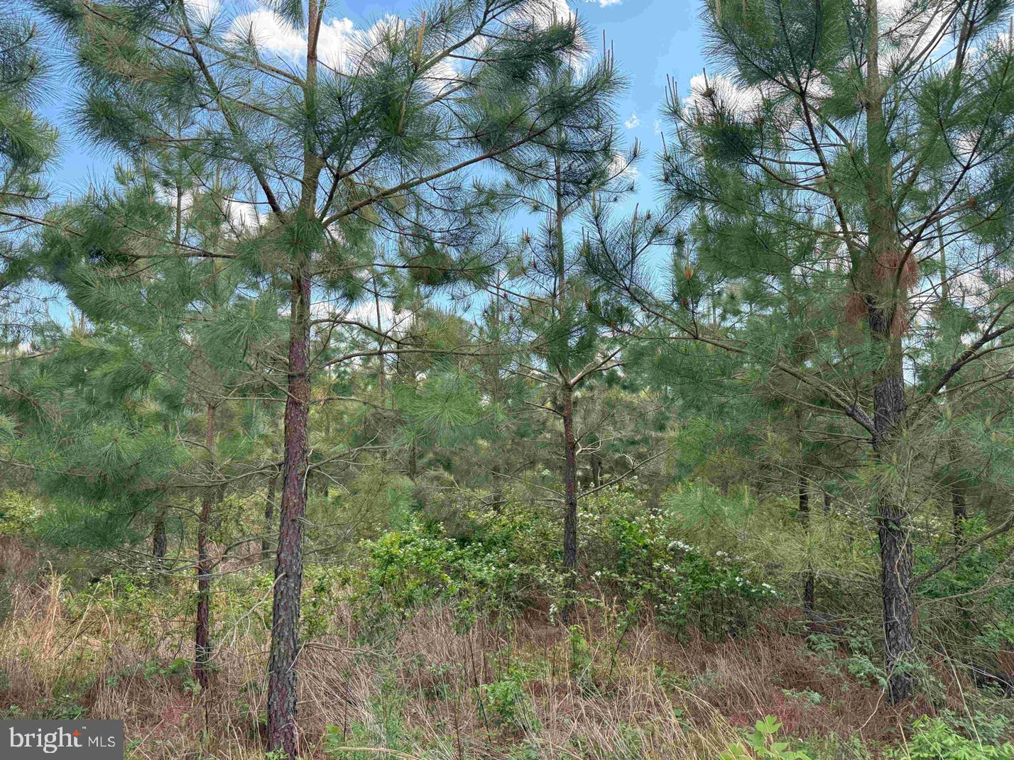 5977-baldwin-carter Commerce Road Cumberland, VA 23040 - Photo 7 of 10 a view of a forest with a tree