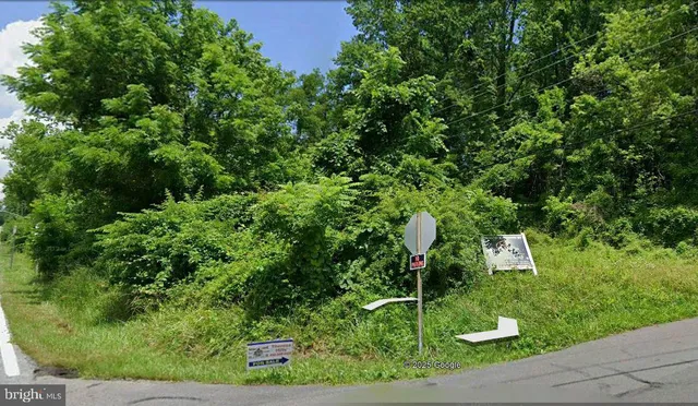 a view of flowers in a garden