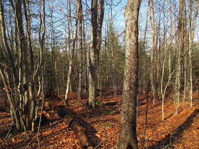 $75,000 | 0 Farm Road, Lowell, VT 05847