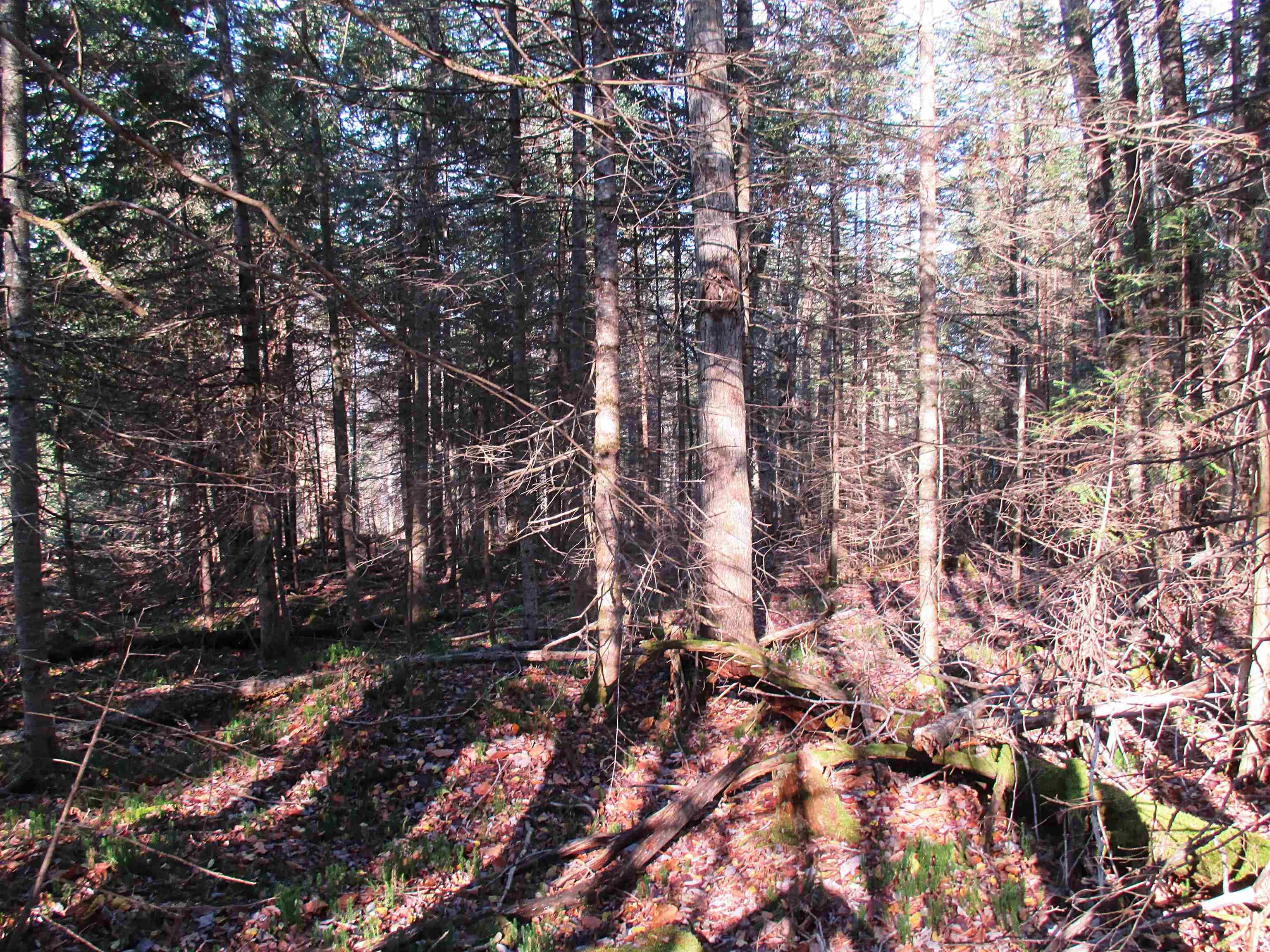 0 Farm Road Lowell, VT 05847 - Photo 10 of 10