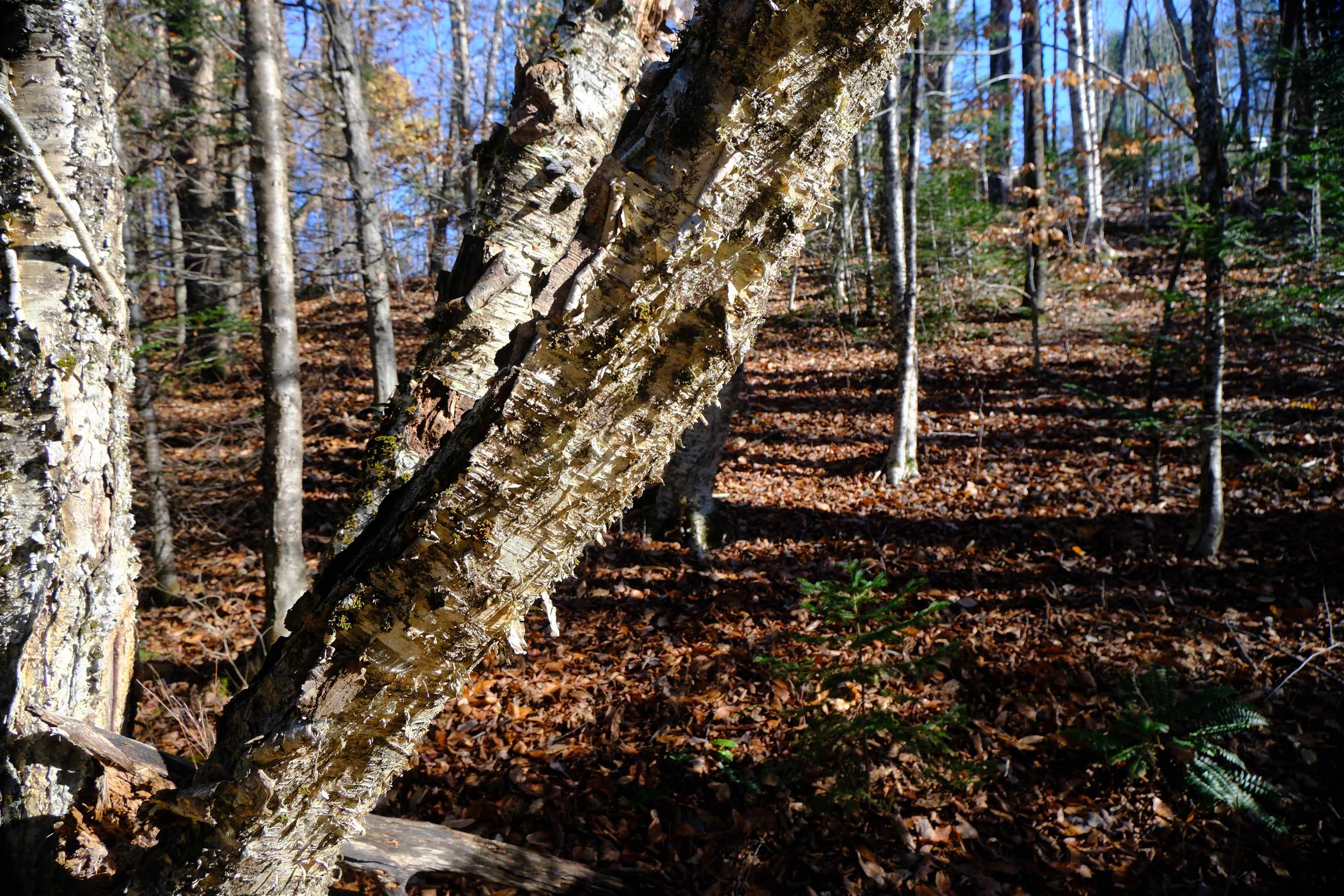 592 Vertical Mile Road Wheelock, VT 05851 - Photo 29 of 43
