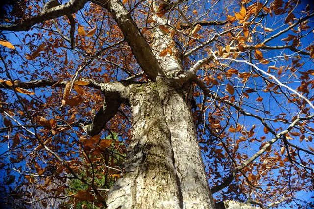 $121,121 | 592 Vertical Mile Road, Wheelock, VT 05851