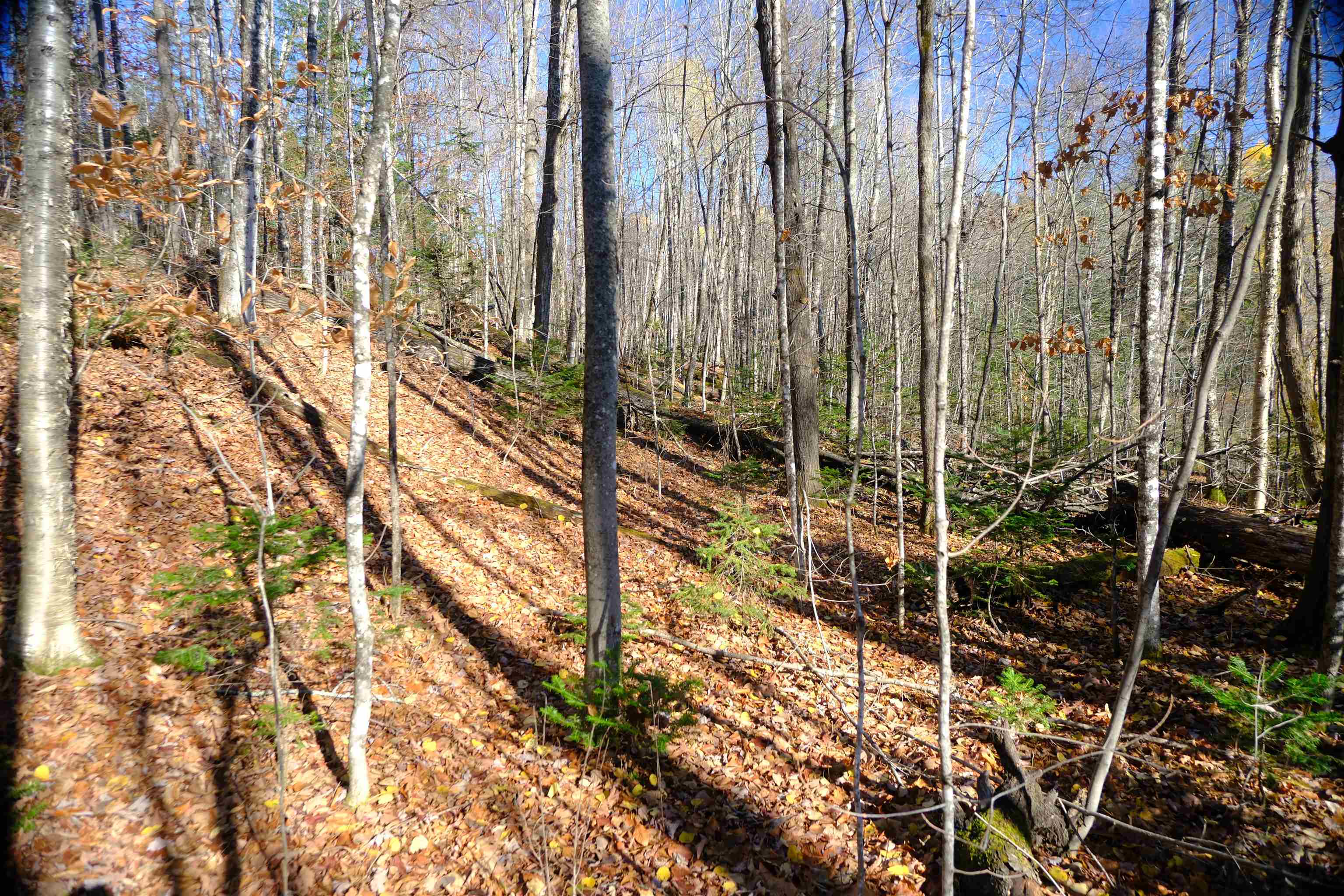 592 Vertical Mile Road Wheelock, VT 05851 - Photo 37 of 43