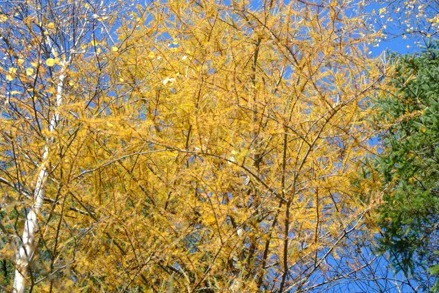 $121,121 | 592 Vertical Mile Road, Wheelock, VT 05851