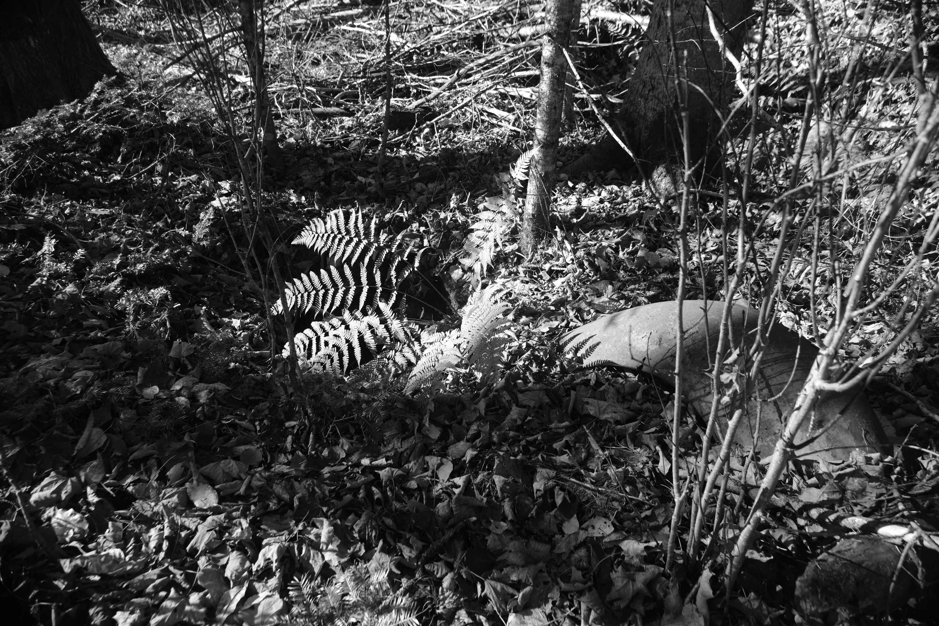 592 Vertical Mile Road Wheelock, VT 05851 - Photo 42 of 43