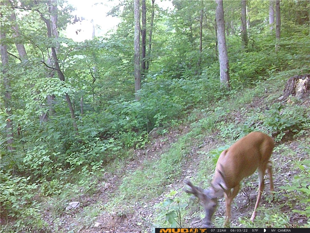 Campbell Road Freeport, OH 43973 - Photo 17 of 33 Gallery Image 17