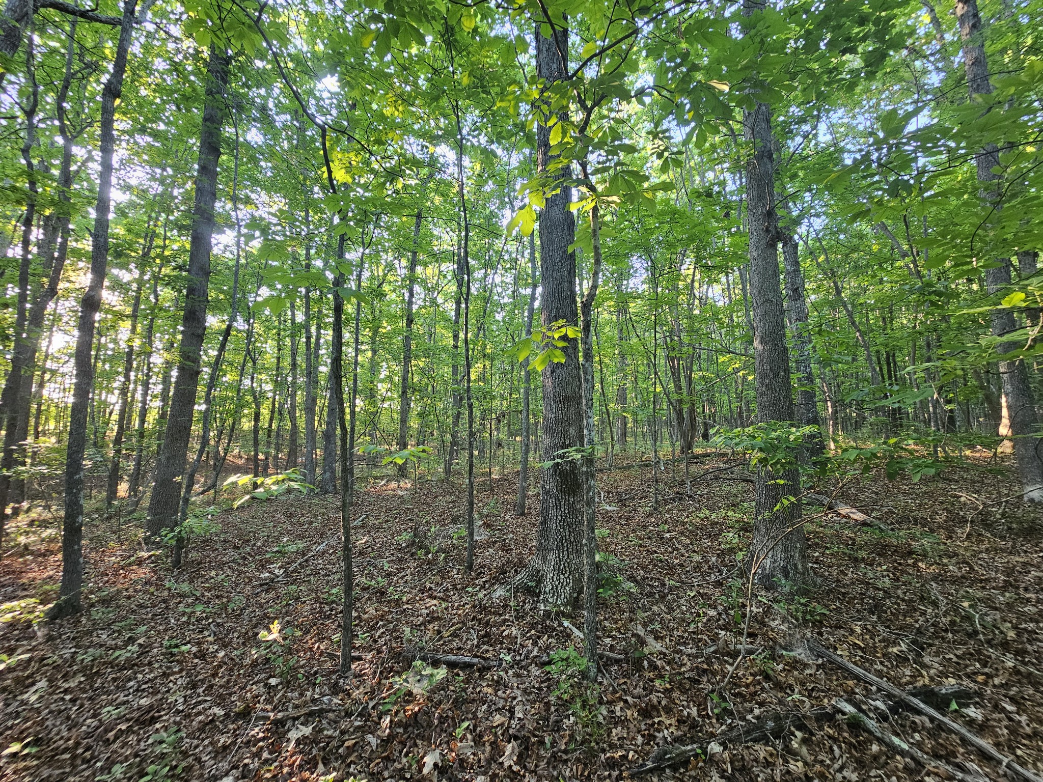 10 Griswold Road Altamont, TN 37301 - Photo 7 of 35 a view of a forest that has large trees