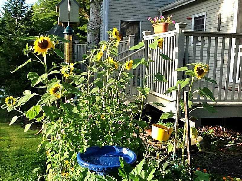 341 Ocean Point Road East Boothbay, ME 04544 - Photo 31 of 33 Yard/Garden.