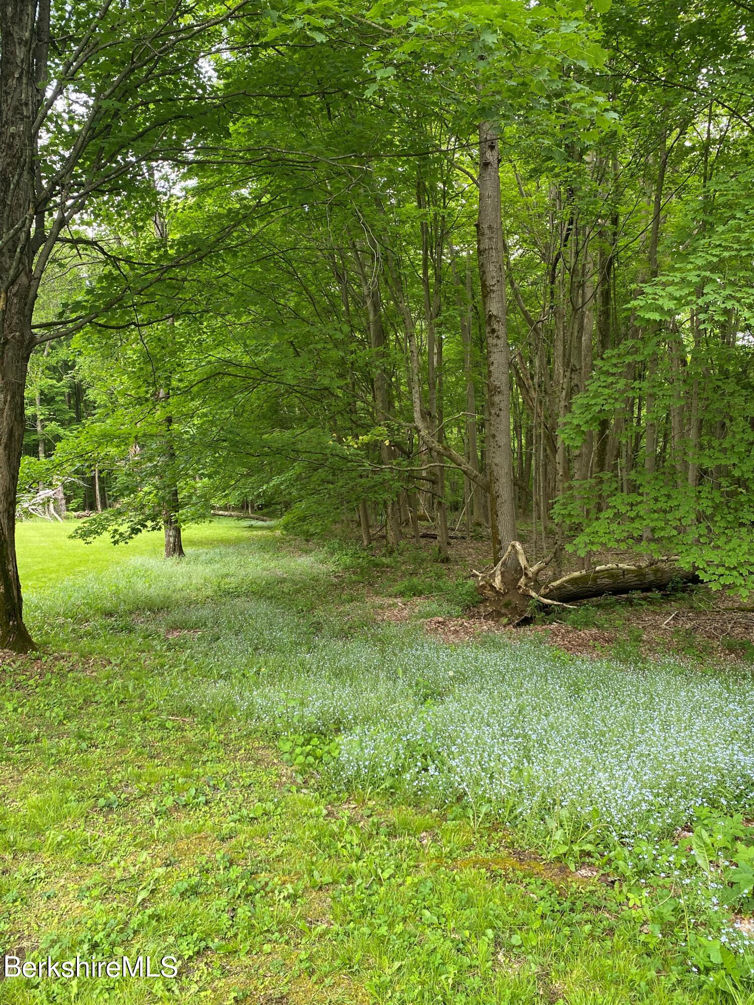 983 State Road Richmond, MA 01254 - Photo 12 of 47 a view of a garden with a tree