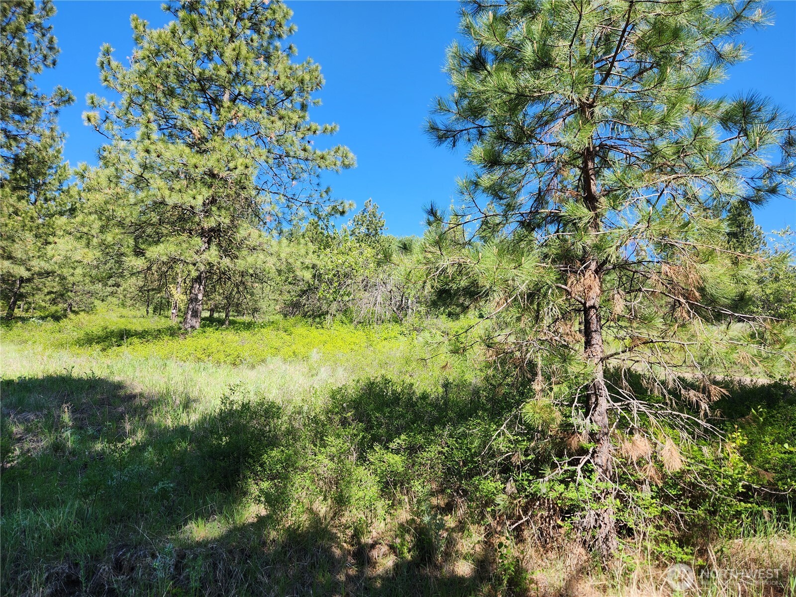 0 Gold Mountain Road Republic, WA 99166 - Photo 6 of 9 a view of a garden
