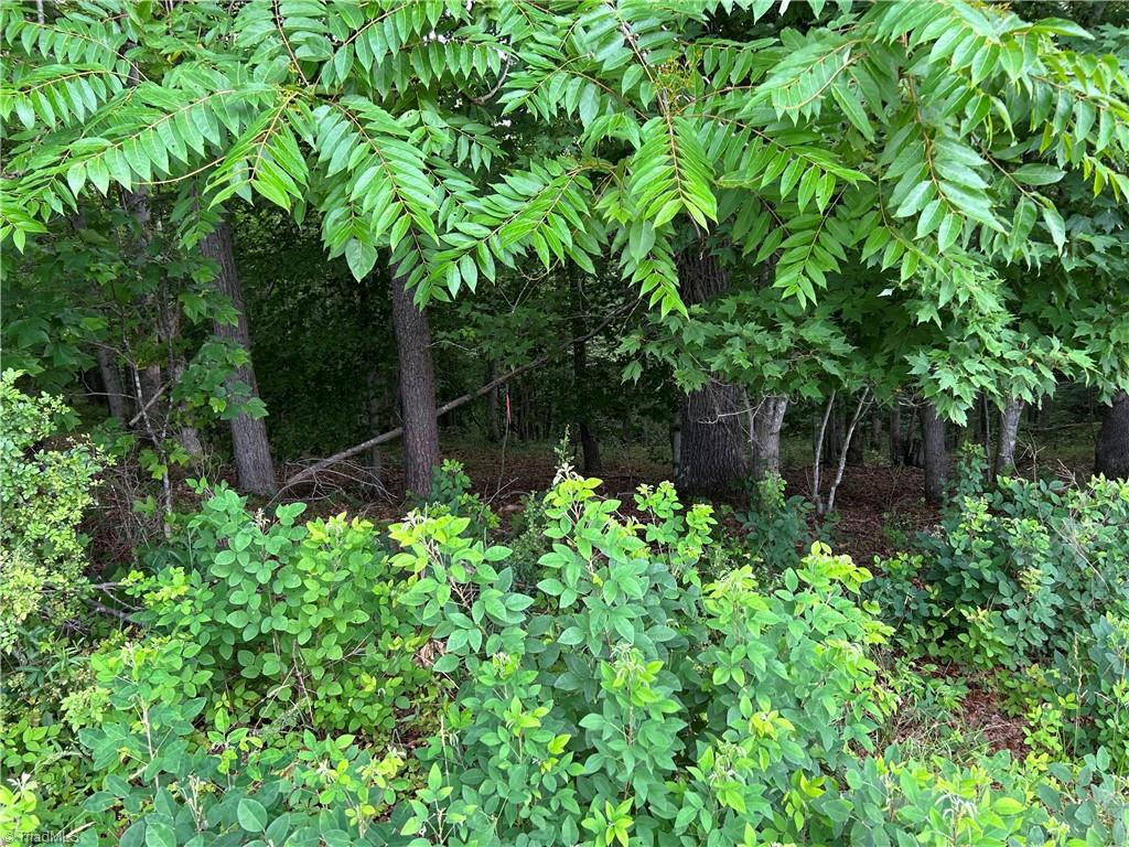 0 Locust Grove Road Mount Airy, NC 27030 - Photo 7 of 15