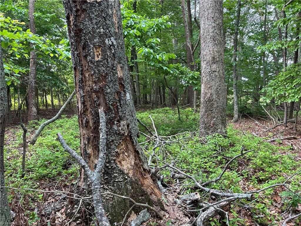 0 Locust Grove Road Mount Airy, NC 27030 - Photo 9 of 15