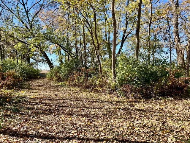 a view of a yard with plants and trees