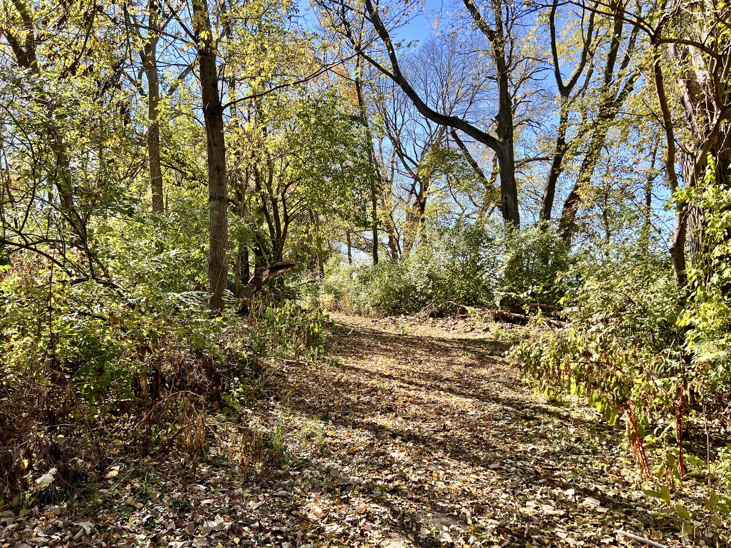 2175 Old Police Park Road St. Joseph, IL 61873 - Photo 22 of 22