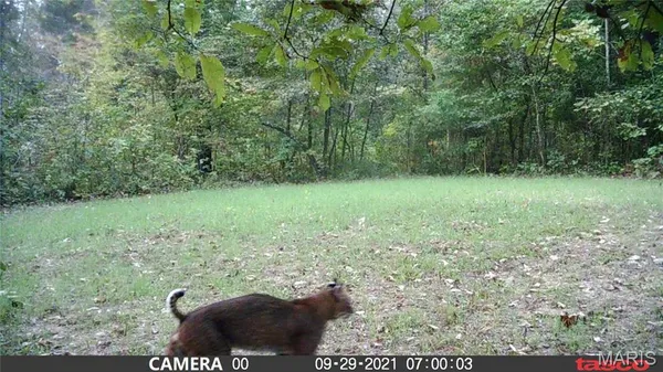 $89,000 | 4 Bobwhite Lane, Fairdealing, MO 63939