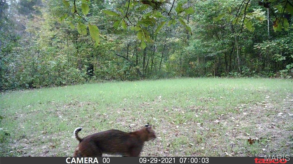 4 Bobwhite Lane Fairdealing, MO 63939 - Photo 30 of 61