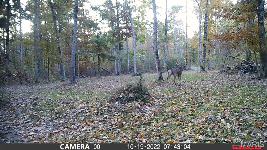 4 Bobwhite Lane Fairdealing, MO 63939 - Photo 32 of 61