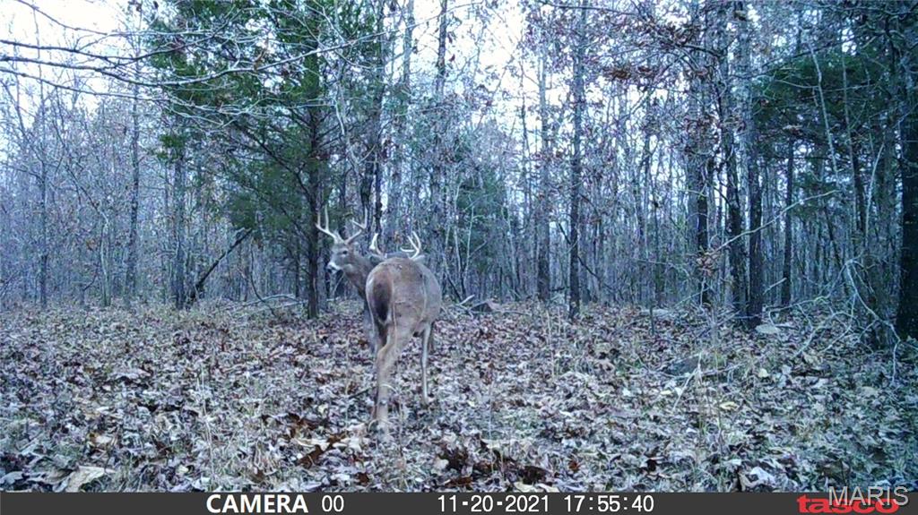 4 Bobwhite Lane Fairdealing, MO 63939 - Photo 34 of 61