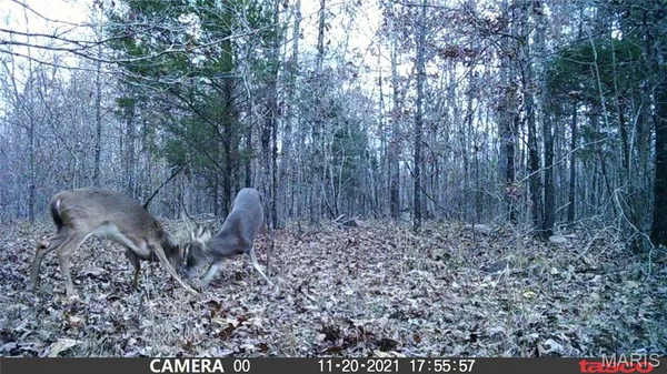 $89,000 | 4 Bobwhite Lane, Fairdealing, MO 63939