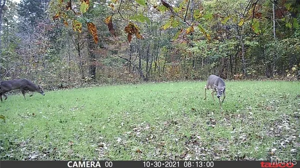 $89,000 | 4 Bobwhite Lane, Fairdealing, MO 63939