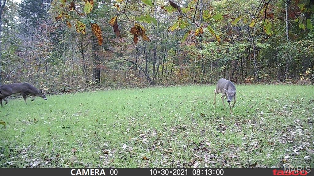 4 Bobwhite Lane Fairdealing, MO 63939 - Photo 38 of 61