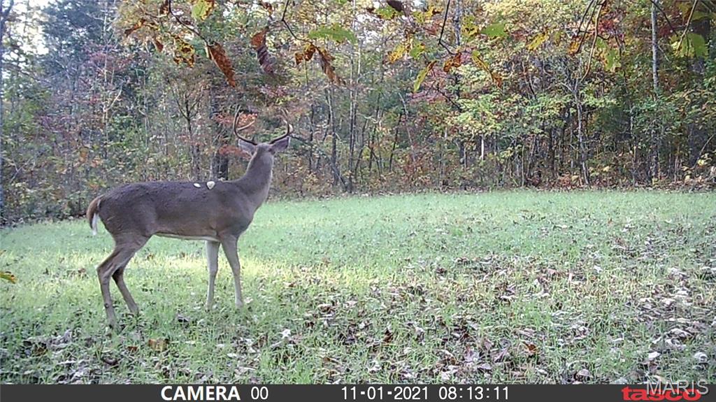 4 Bobwhite Lane Fairdealing, MO 63939 - Photo 39 of 61